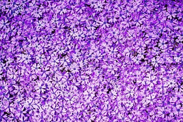 紫罗兰春季花
