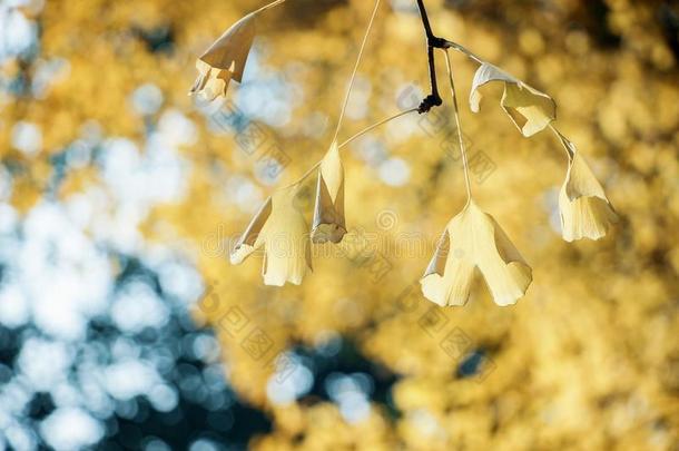 黄色的银杏树树叶向树枝
