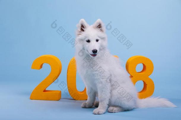 一白色的-有色的萨莫耶德人小狗坐紧接在后的向指已提到的人数字<strong>2018</strong>.