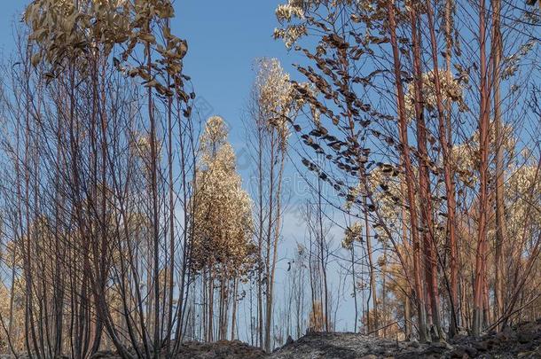 燃烧森林采用葡萄牙.森林燃烧森林