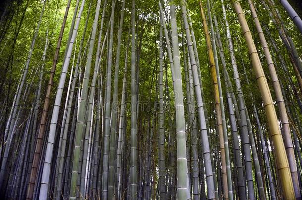 黑色亮漆,<strong>京</strong>都,阿拉山山,看法关于指已提到的人竹子森林