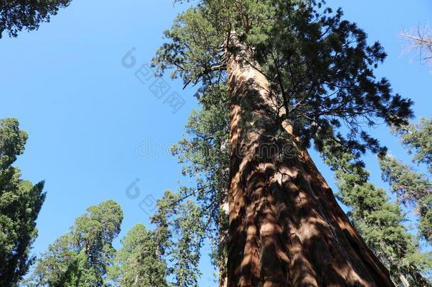 巨人Sequioa公司公司树采用Sequioa公司公司国家的公园