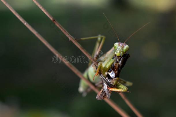 绿色的祈祷螳螂吃一gr一sshopper