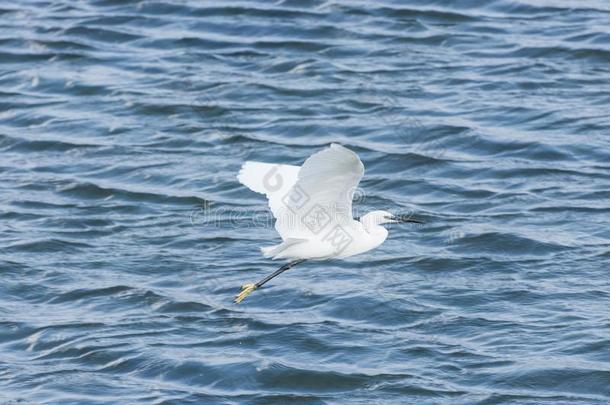 白色的白鹭飞行的穿过环礁湖
