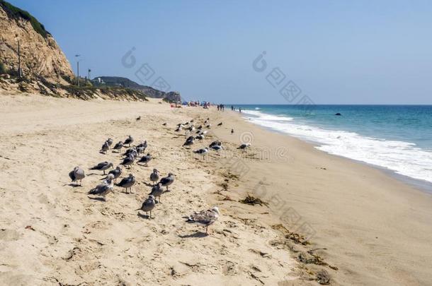 祖玛海滩和海鸥-祖玛海滩,Los安杰利斯的简称安杰利斯,LaoPeople'sRepublic老挝人民共和国,加利福尼亚州