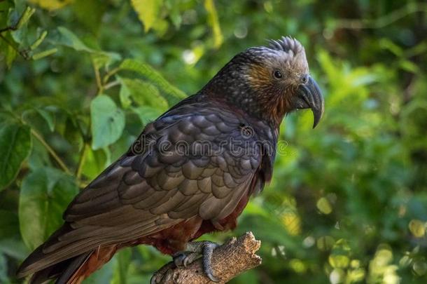 新的西兰岛橄榄色鹦鹉棕色的鹦鹉山顶羽毛