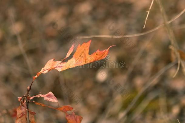 富有色彩的落下树叶和一模糊的焦外成像B一ckground