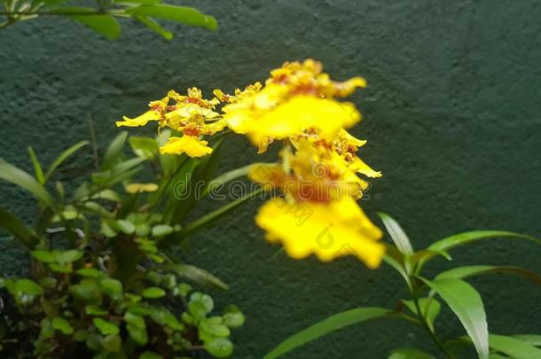 自然的orkit<strong>鲜花</strong>关于斯里斯里兰卡
