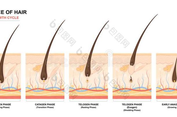 结构的<strong>训练海报</strong>.头发生长阶段步在旁边步.成年牡鹿