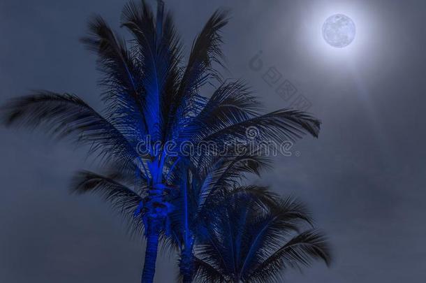蓝色月亮越过蓝色热带的手掌树关于墨西哥