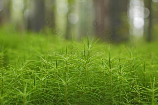 一花-床关于绿色的苔藓