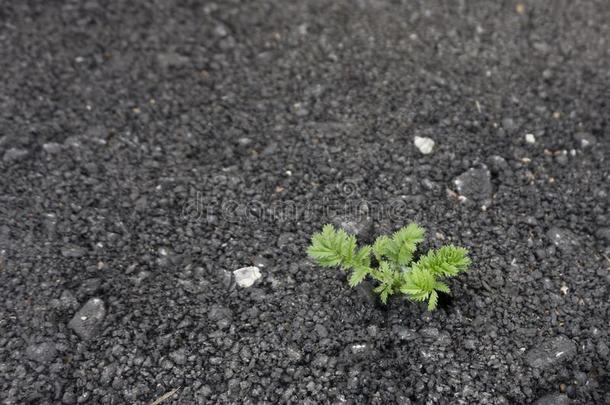 绿色的植物采用有裂缝的沥青路质地