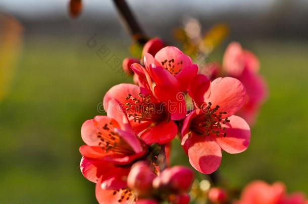 苹果日本人,花园,春季