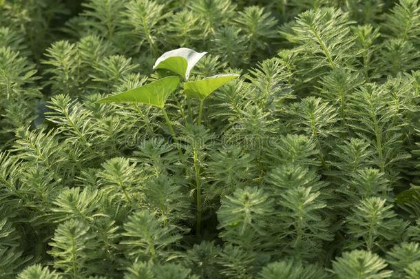 水耆草属植物或Myriophyllumaquaticum采用稻田.