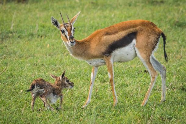 羚<strong>羊汤</strong>普森和她新生的婴儿采用马赛人巴塔哥尼亚野兔,肯尼亚