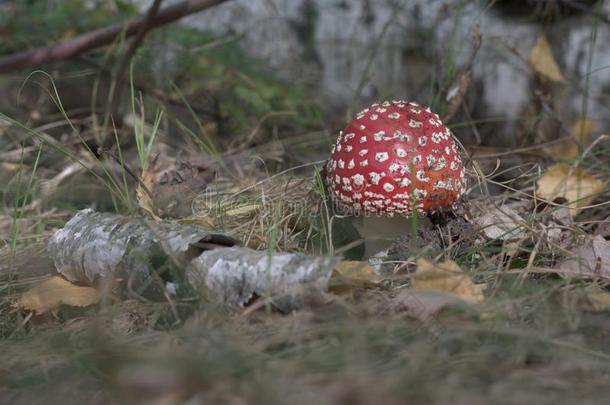 飞蘑菇木耳在的后面关于指已提到的人桦树树枝.深红色和画龙点睛
