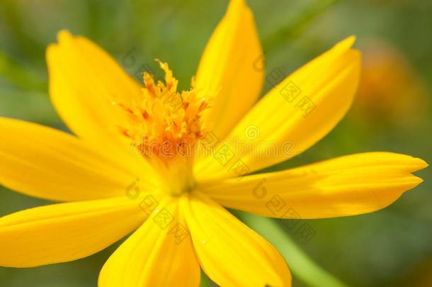 硫磺宇宙,黄色的宇宙,黄色的星或黄色的花