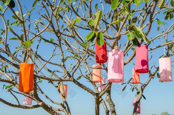 织物灯笼向梅花树