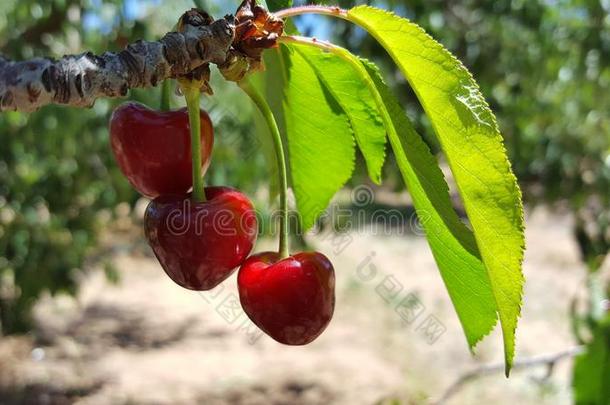 一束关于美味的多汁的成熟的红色的樱桃向一树采用一n逆戟鲸