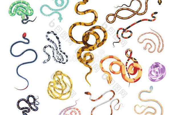 收集关于美丽的蛇关于各种各样的类型,大小,皮手法灵巧