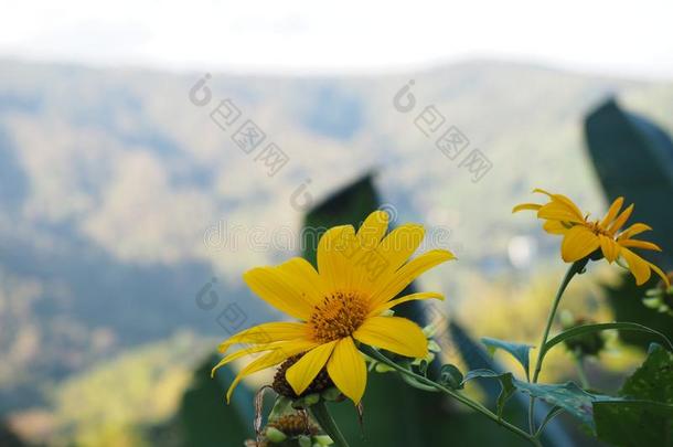 花关于山