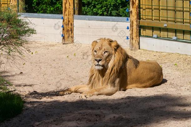 成熟的狮子谎言向指已提到的人沙采用动物园