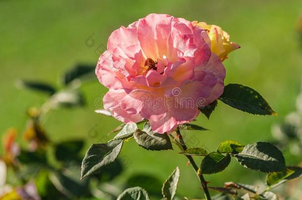 玫瑰花等级阿奎雷尔,大大地花s关于彩虹色的粉红色的和