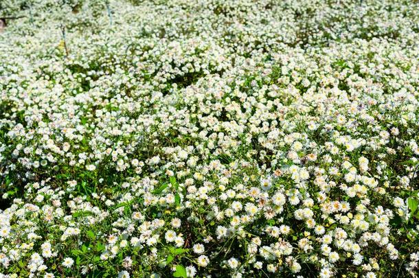 菊花教养向生产水和菊花全音节的第七音