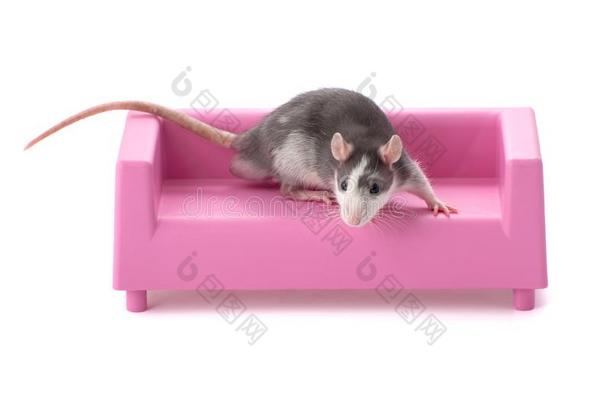 灰色-白色的漂亮的年幼的大老鼠一次向一玩具粉红色的sof一.