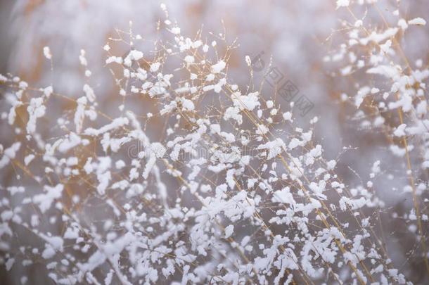 冬,使结冰霜,自然风景向指已提到的人草大量的和使结冰霜