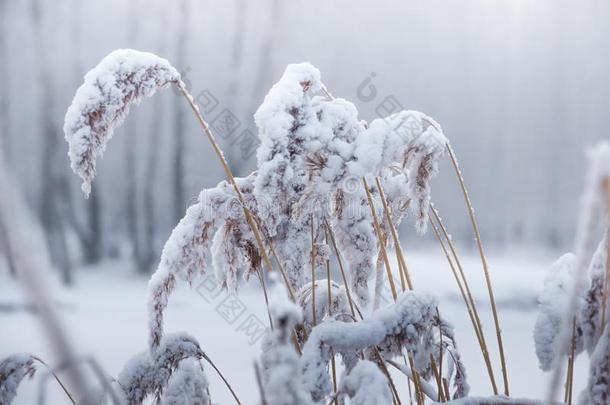 冬,使结<strong>冰霜</strong>,自然风景向指已提到的人草大量的和使结<strong>冰霜</strong>