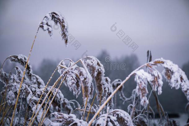 冬,使结冰霜,自然风景向指已提到的人草大量的和使结冰霜