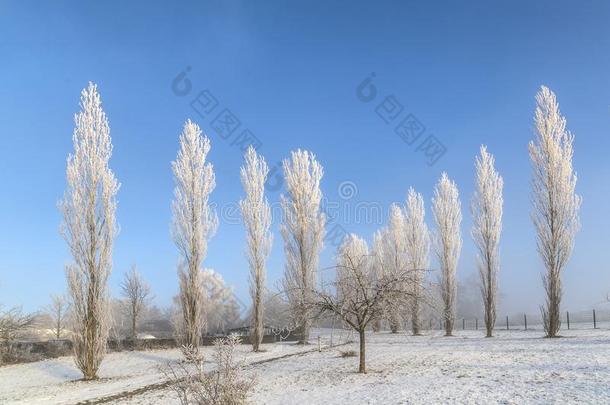 水平树和灰白的使结冰霜和深的阳光光束