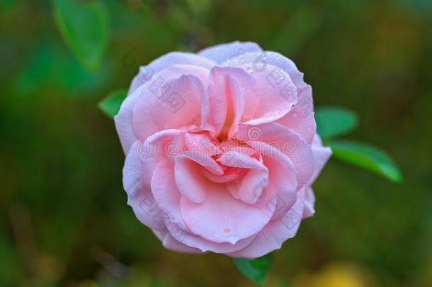 粉红色的玫瑰采用一绿色的b一ckground