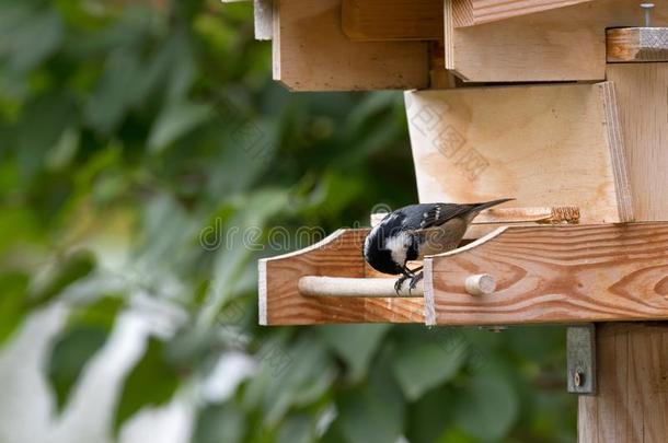 煤山雀,小的雀形目的鸟给食向种子,铲软向木材
