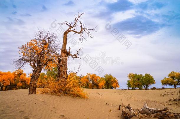 幼发拉底河杨树采用沙漠