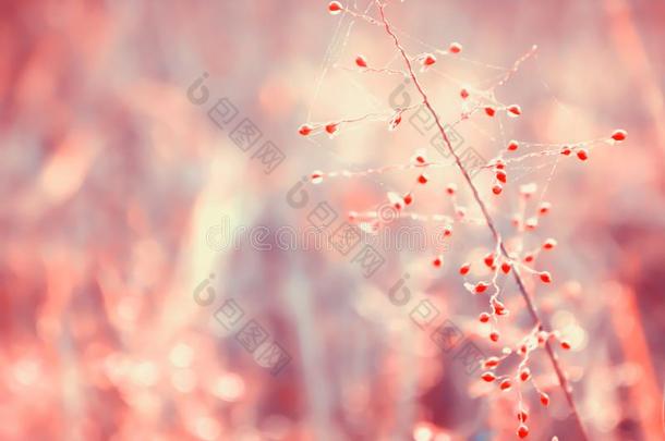 彩色粉笔颜色草花软的集中自然背景