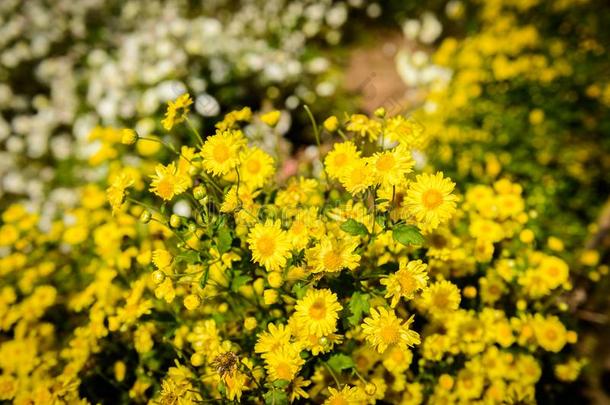 菊花教养向生产水和菊花全音节的第七音