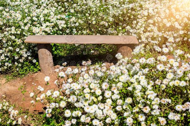 菊花教养向生产水和菊花全音节的第七音