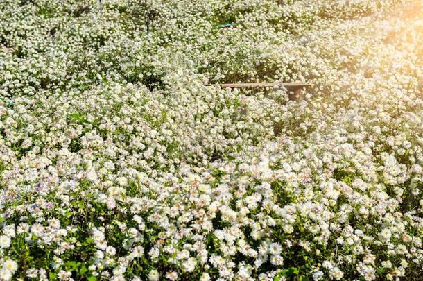 菊花教养向生产水和菊花全音节的第七音