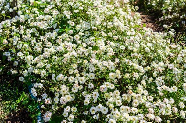 菊花教养向生产水和菊花全音节的第七音