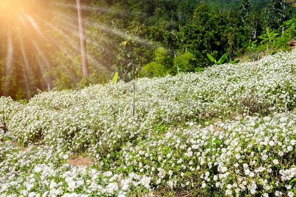 菊花教养向生产水和菊花全音节的第七音