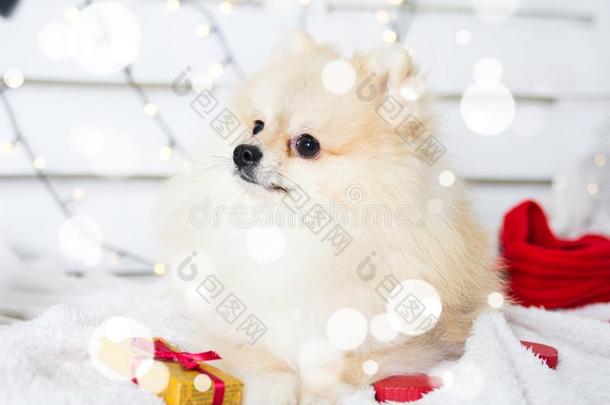 波美拉尼亚的狗使人疲乏的圣诞节戏装.年关于指已提到的人狗康塞普