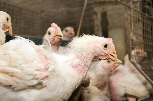 现代的鸡农场,生产关于白色的肉.