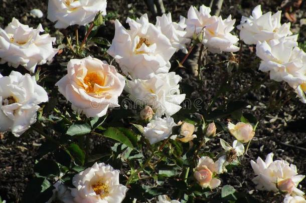 明亮的白色的花园玫瑰盛开的采用夏季节