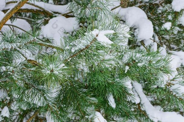 绿色的松类的<strong>松树</strong>树枝在下面指已提到的人雪采用指已提到的人森林