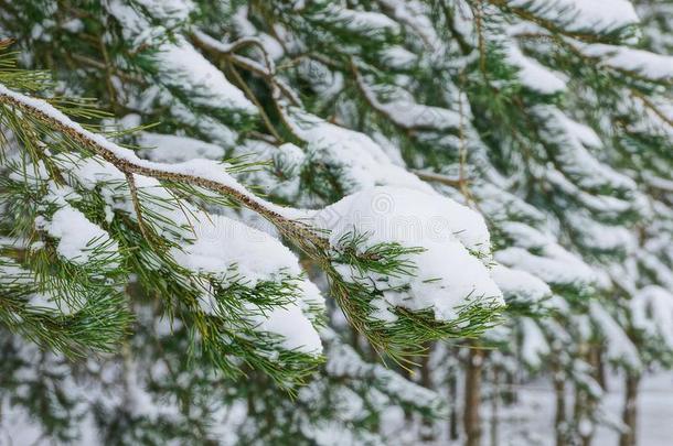 绿色的松类的松树树枝在下面指已提到的人雪采用指已提到的人森林