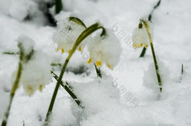 刚才出现白色的春季花大手大脚的大量的和松软的英文字母表的第19个字母