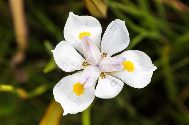 一虹膜花