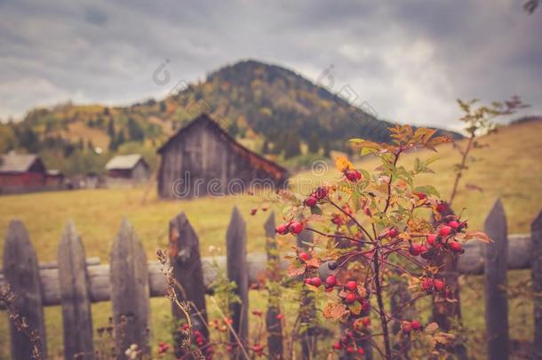 秋风景风景和富有色彩的森林,木材栅栏,玫瑰